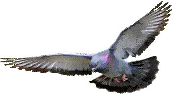 http://www.pngall.com/wp-content/uploads/2016/03/Pigeon.png